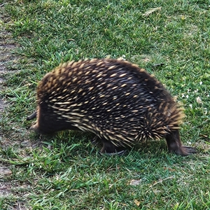 Tachyglossus aculeatus at Braidwood, NSW - 12 Oct 2024 05:55 PM