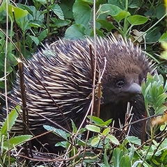 Tachyglossus aculeatus at Braidwood, NSW - 12 Oct 2024 05:55 PM