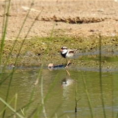 Thinornis melanops (Black-fronted Dotterel) at Bundaberg South, QLD - 19 Jul 2024 by Gaylesp8