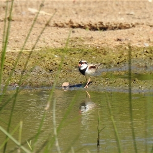 Thinornis melanops at Bundaberg South, QLD - 19 Jul 2024 11:32 AM