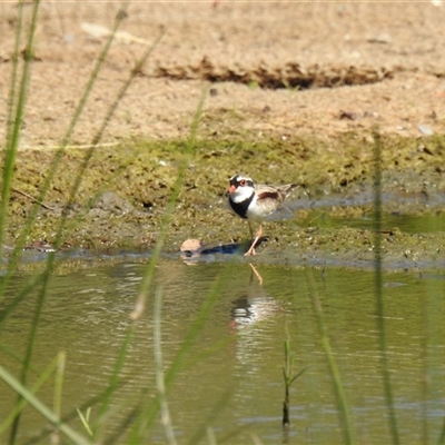 Thinornis melanops (Black-fronted Dotterel) at Bundaberg South, QLD - 19 Jul 2024 by Gaylesp8