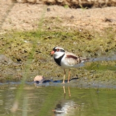 Thinornis melanops at Bundaberg South, QLD - 19 Jul 2024 11:32 AM