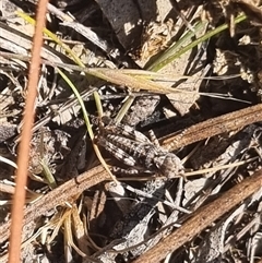 Unidentified Grasshopper (several families) at Bungendore, NSW - 11 Oct 2024 by clarehoneydove