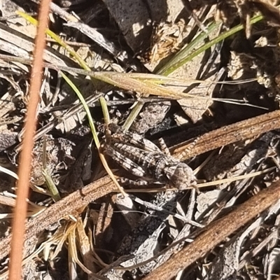 Unidentified Grasshopper (several families) at Bungendore, NSW - 11 Oct 2024 by clarehoneydove