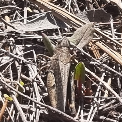 Unidentified Grasshopper (several families) at Bungendore, NSW - 11 Oct 2024 by clarehoneydove