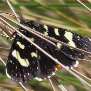 Phalaenoides tristifica at Mount Clear, ACT - 9 Oct 2024