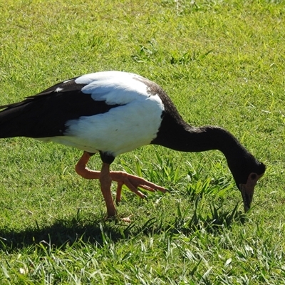 Anseranas semipalmata (Magpie Goose) at Bundaberg South, QLD - 19 Jul 2024 by Gaylesp8