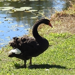 Cygnus atratus (Black Swan) at Bundaberg South, QLD - 19 Jul 2024 by Gaylesp8