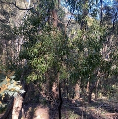 Acacia melanoxylon (Blackwood) at Brindabella, NSW - 12 Oct 2024 by Mulch