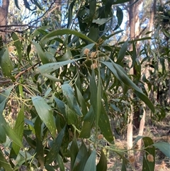 Acacia melanoxylon at Brindabella, NSW - 12 Oct 2024