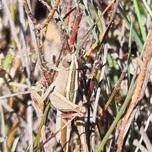 Apotropis tricarinata at Bungendore, NSW - suppressed