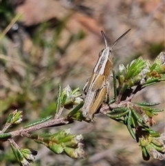 Apotropis tricarinata at Bungendore, NSW - suppressed