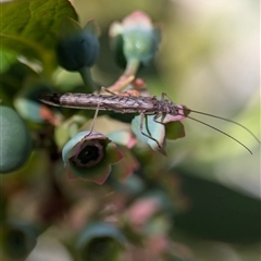 Illiesoperla sp. (genus) (A stonefly) at Holder, ACT - 12 Oct 2024 by Miranda