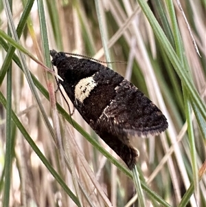 Rupicolana stereodes at Glen Allen, NSW - 9 Oct 2024 11:42 AM