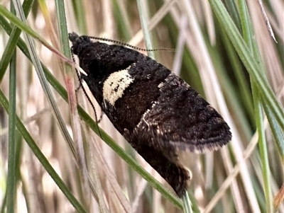 Rupicolana stereodes (A Tortricid moth (Tortricinae)) at Glen Allen, NSW - 9 Oct 2024 by Pirom