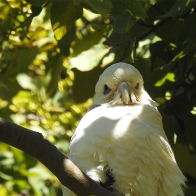 Cacatua sanguinea (Little Corella) at Bundaberg South, QLD - 19 Jul 2024 by Gaylesp8