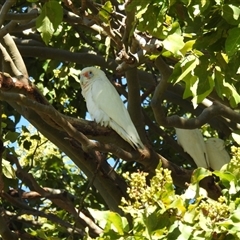 Cacatua tenuirostris (Long-billed Corella) at Bundaberg South, QLD - 19 Jul 2024 by Gaylesp8