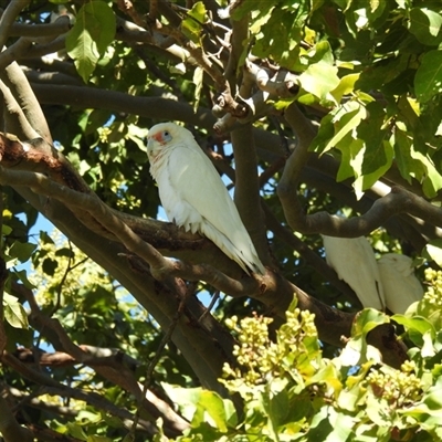 Cacatua tenuirostris (Long-billed Corella) at Bundaberg South, QLD - 19 Jul 2024 by Gaylesp8