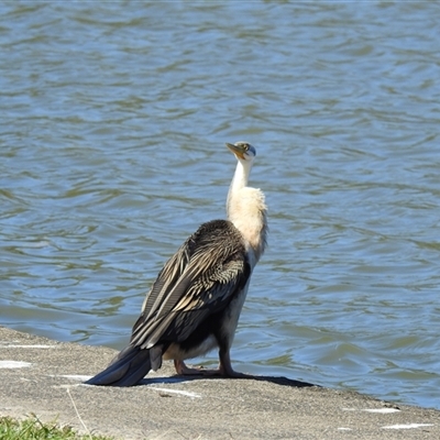 Anhinga novaehollandiae (Australasian Darter) at Bundaberg South, QLD - 19 Jul 2024 by Gaylesp8