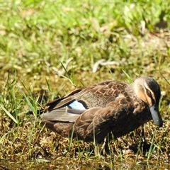 Anas superciliosa (Pacific Black Duck) at Bundaberg South, QLD - 19 Jul 2024 by Gaylesp8