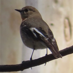 Petroica phoenicea at Mount Clear, ACT - 9 Oct 2024 10:30 AM