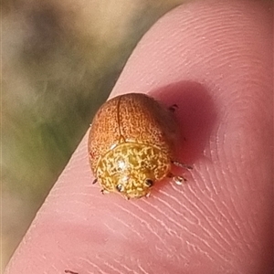 Paropsis obsoleta at Bungendore, NSW - suppressed