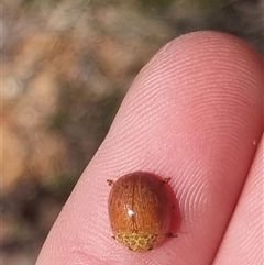 Paropsis obsoleta at Bungendore, NSW - suppressed