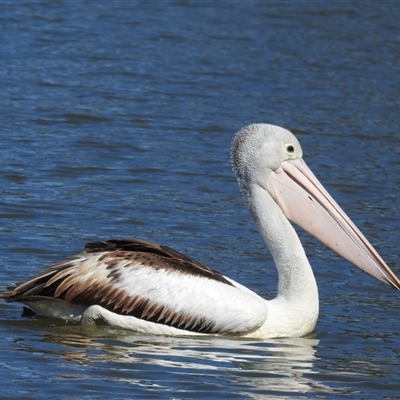 Pelecanus conspicillatus (Australian Pelican) at Bundaberg South, QLD - 19 Jul 2024 by Gaylesp8