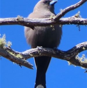 Artamus cyanopterus at Mount Clear, ACT - 9 Oct 2024 11:22 AM