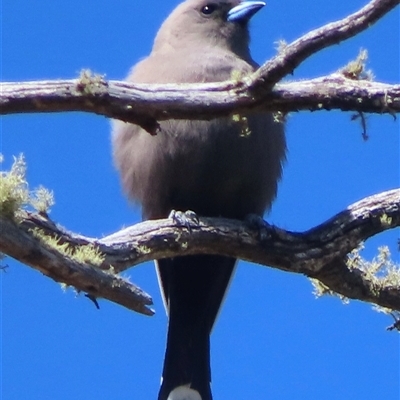 Artamus cyanopterus (Dusky Woodswallow) at Mount Clear, ACT - 9 Oct 2024 by RobParnell