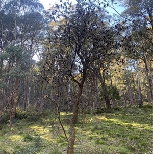 Banksia marginata at Brindabella, NSW - suppressed