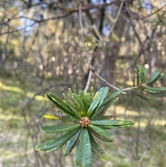 Banksia marginata at Brindabella, NSW - suppressed