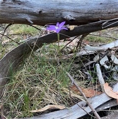 Glossodia major (Wax Lip Orchid) at Brindabella, NSW - 12 Oct 2024 by Mulch