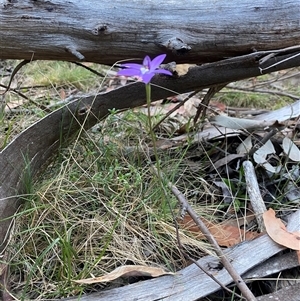 Glossodia major at Brindabella, NSW - suppressed