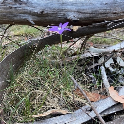 Glossodia major (Wax Lip Orchid) at Brindabella, NSW - 11 Oct 2024 by Mulch