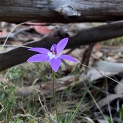 Glossodia major at Brindabella, NSW - suppressed