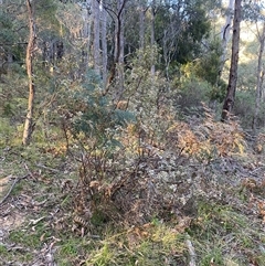 Spyridium parvifolium (Dusty Miller) at Brindabella, NSW - 12 Oct 2024 by Mulch