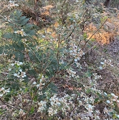 Spyridium parvifolium at Brindabella, NSW - suppressed