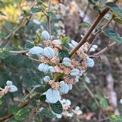 Spyridium parvifolium at Brindabella, NSW - suppressed