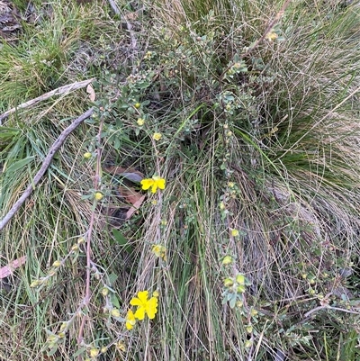 Hibbertia obtusifolia (Grey Guinea-flower) at Brindabella, NSW - 11 Oct 2024 by Mulch