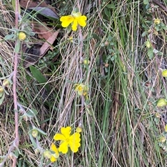 Hibbertia obtusifolia at Brindabella, NSW - suppressed