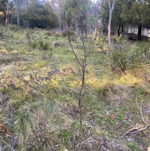 Indigofera australis subsp. australis at Brindabella, NSW - 12 Oct 2024