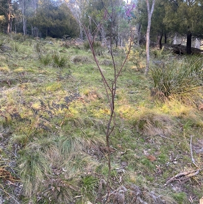 Indigofera australis subsp. australis (Australian Indigo) at Brindabella, NSW - 11 Oct 2024 by Mulch