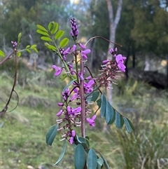 Indigofera australis subsp. australis at Brindabella, NSW - 12 Oct 2024