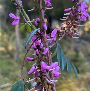 Indigofera australis subsp. australis at Brindabella, NSW - 12 Oct 2024