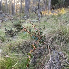 Platylobium montanum subsp. montanum (Mountain Flat Pea) at Brindabella, NSW - 11 Oct 2024 by Mulch