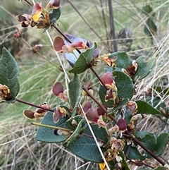 Platylobium montanum subsp. montanum at Brindabella, NSW - suppressed