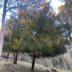 Exocarpos cupressiformis (Cherry Ballart) at Brindabella, NSW - 12 Oct 2024 by Mulch