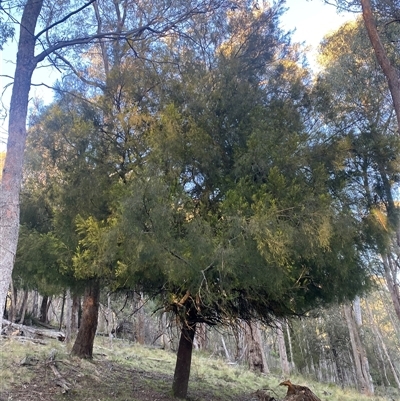 Exocarpos cupressiformis (Cherry Ballart) at Brindabella, NSW - 11 Oct 2024 by Mulch