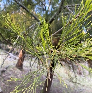 Exocarpos cupressiformis at Brindabella, NSW - 12 Oct 2024